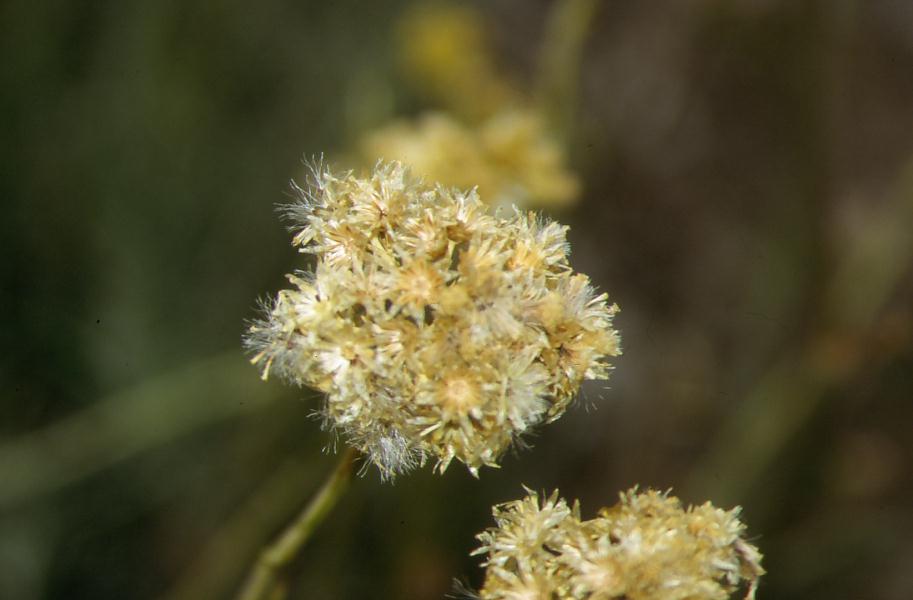 Helichrysum  italicum / Elicrisio